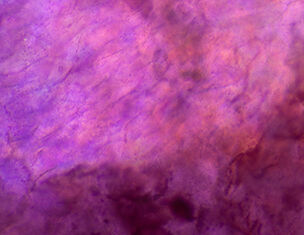 2.0% Licorice Root Extract (Dipotassium Glycyrrhizate) + 0.2% Purple Rice Extract