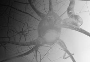 Neuropeptides Ingredient