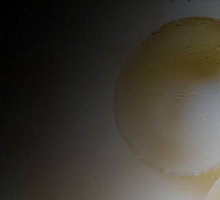 Antioxidant